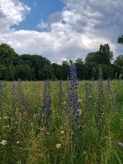 eng_garden_flowers