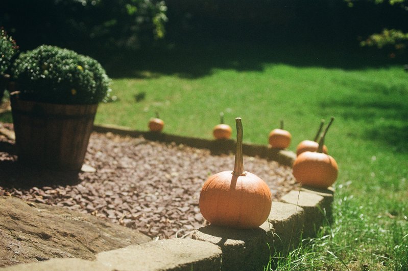 minolta_pumpkins